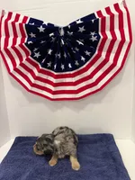 Gray dapple, a male Miniature Dachshund for sale in Wiley, CO – 9 of 10