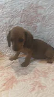 Pink, a female Miniature Dachshund for sale in Wiley, CO – 2 of 10