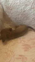 Red, a female Miniature Dachshund for sale in Wiley, CO – 6 of 9