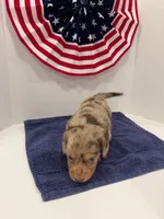 Choco, a male Miniature Dachshund for sale in Wiley, CO – 9 of 9