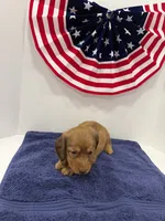 Princess, a female Miniature Dachshund for sale in Wiley, CO – 7 of 9