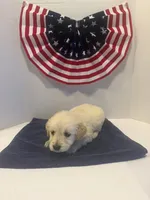 Purple, a female Golden Retriever for sale in Wiley, CO – 5 of 7