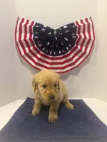 Pink, a female Golden Retriever for sale in Wiley, CO – 7 of 8