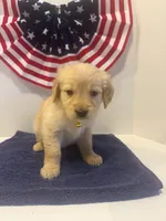 Yellow, a female Golden Retriever for sale in Wiley, CO – 1 of 6