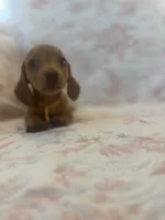Yellow, a female Miniature Dachshund for sale in Wiley, CO – 1 of 5
