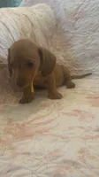 Yellow, a female Miniature Dachshund for sale in Wiley, CO – 2 of 5