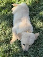 Blossom , a female Golden Retriever for sale in Wiley, CO – 2 of 6
