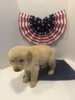 Orange, a male Golden Retriever for sale in Wiley, CO – 9 of 9