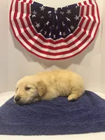 Sleepy, a male Golden Retriever for sale in Wiley, CO – 3 of 7