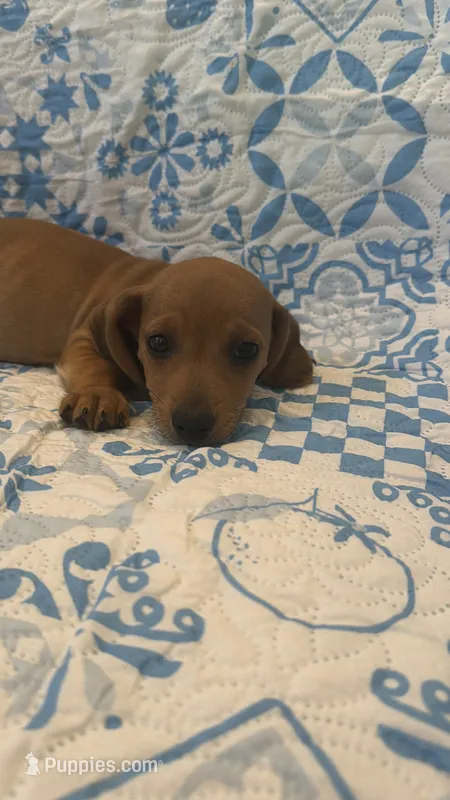 Blue – Miniature Dachshund puppy for sale in Wiley, CO