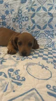 Blue, a male Miniature Dachshund for sale in Wiley, CO – 1 of 6
