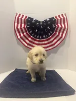 Purple, a female Golden Retriever for sale in Wiley, CO – 3 of 7