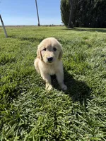 Daisy , a female Golden Retriever for sale in Wiley, CO – 3 of 6