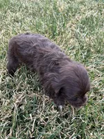 Baby, a female Cocker Spaniel for sale in Wiley, CO – Photo 3 of 4