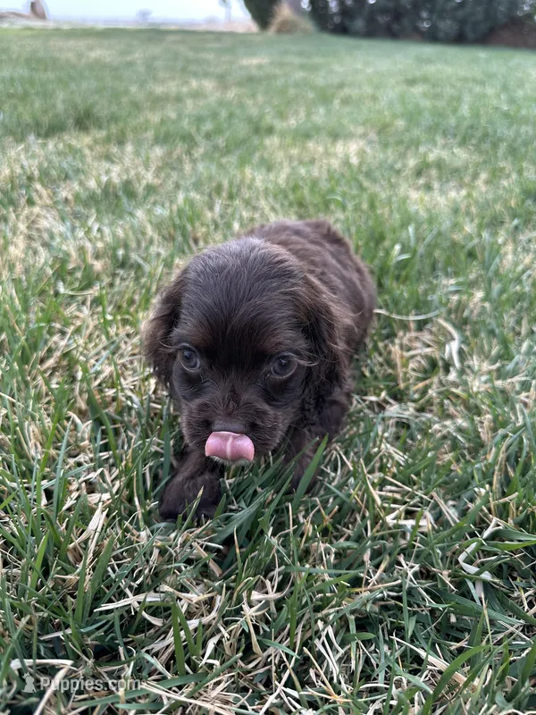 Baby – Cocker Spaniel puppy for sale in Wiley, CO