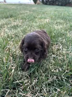 Baby, a female Cocker Spaniel for sale in Wiley, CO – Photo 1 of 4