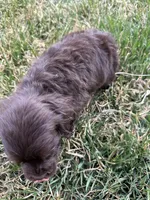 Baby, a female Cocker Spaniel for sale in Wiley, CO – Photo 2 of 4