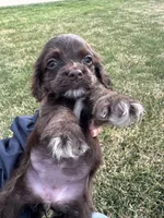 Baby, a female Cocker Spaniel for sale in Wiley, CO – Photo 4 of 4