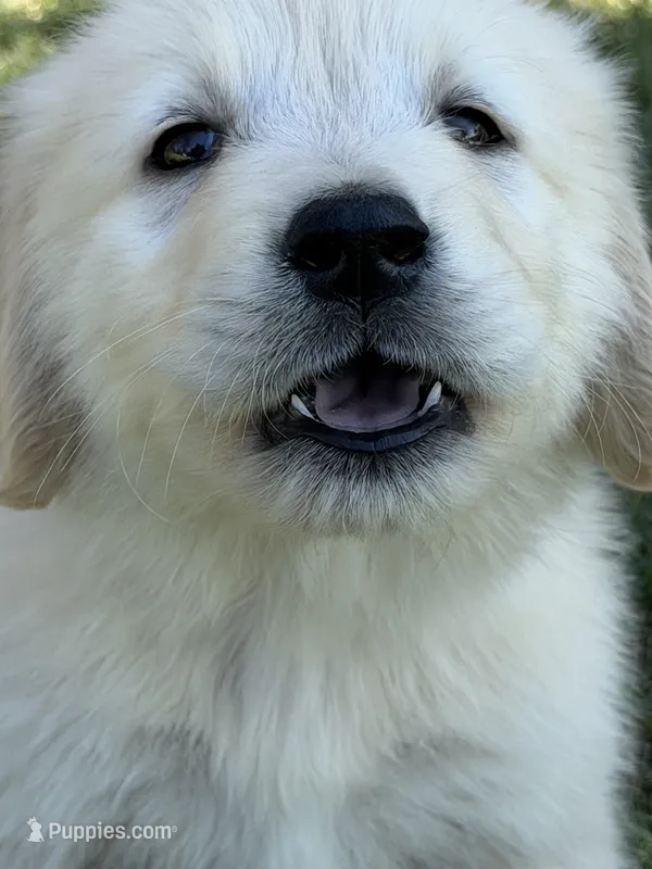 Frosty – Golden Retriever puppy for sale in Wiley, CO