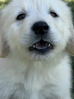 Frosty, a male Golden Retriever for sale in Wiley, CO – 1 of 6