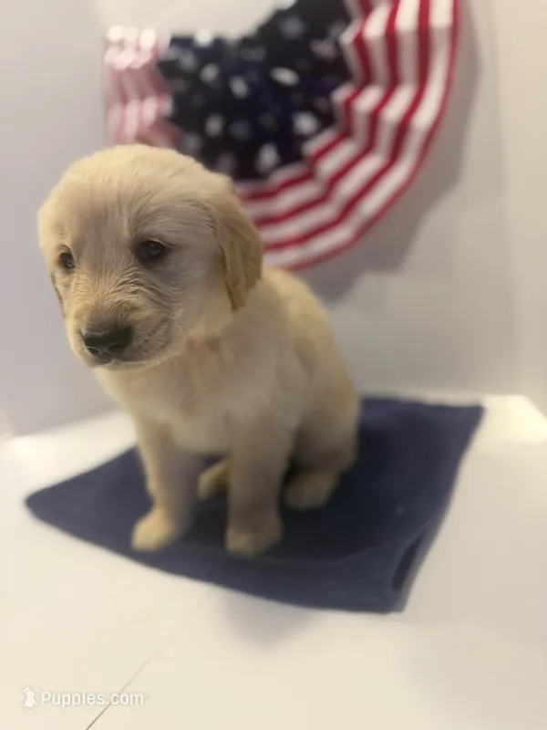 Orange – Golden Retriever puppy for sale in Wiley, CO