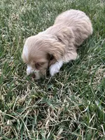 Baby boy , a male Cocker Spaniel for sale in Wiley, CO – Photo 4 of 7