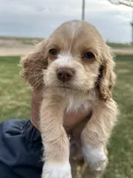 Baby boy , a male Cocker Spaniel for sale in Wiley, CO – Photo 2 of 7