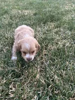 Baby boy , a male Cocker Spaniel for sale in Wiley, CO – Photo 7 of 7