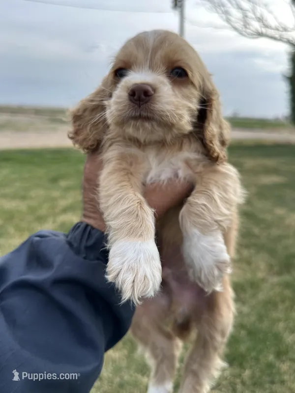 Baby boy  – Cocker Spaniel puppy for sale in Wiley, CO