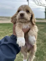 Baby boy , a male Cocker Spaniel for sale in Wiley, CO – Photo 1 of 7