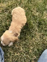 Baby boy , a male Cocker Spaniel for sale in Wiley, CO – Photo 6 of 7