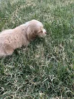 Baby boy , a male Cocker Spaniel for sale in Wiley, CO – Photo 5 of 7