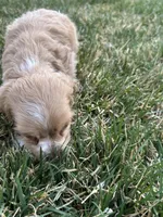 Baby boy , a male Cocker Spaniel for sale in Wiley, CO – Photo 3 of 7