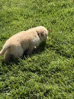 Little Joe, a male Golden Retriever for sale in Wiley, CO – 3 of 5
