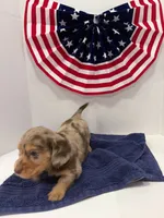 Choco, a male Miniature Dachshund for sale in Wiley, CO – 2 of 9
