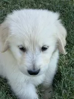 Frosty, a male Golden Retriever for sale in Wiley, CO – 3 of 6