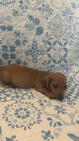Blue, a male Miniature Dachshund for sale in Wiley, CO – 3 of 6