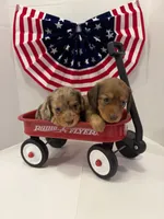 Princess, a female Miniature Dachshund for sale in Wiley, CO – 9 of 9