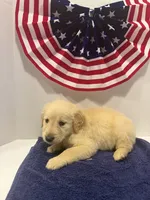 Sleepy, a male Golden Retriever for sale in Wiley, CO – 6 of 7