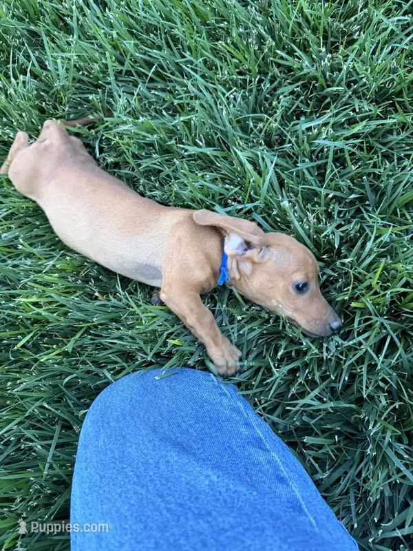 Blue – Miniature Dachshund puppy for sale in Wiley, CO