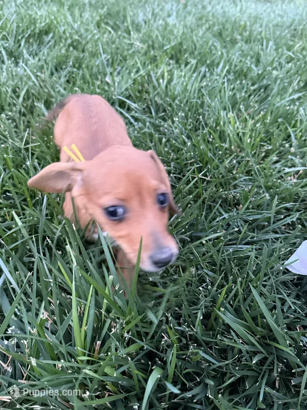 Yellow – Miniature Dachshund puppy for sale in Wiley, CO