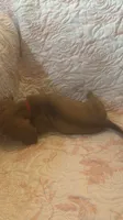 Red, a female Miniature Dachshund for sale in Wiley, CO – 8 of 9