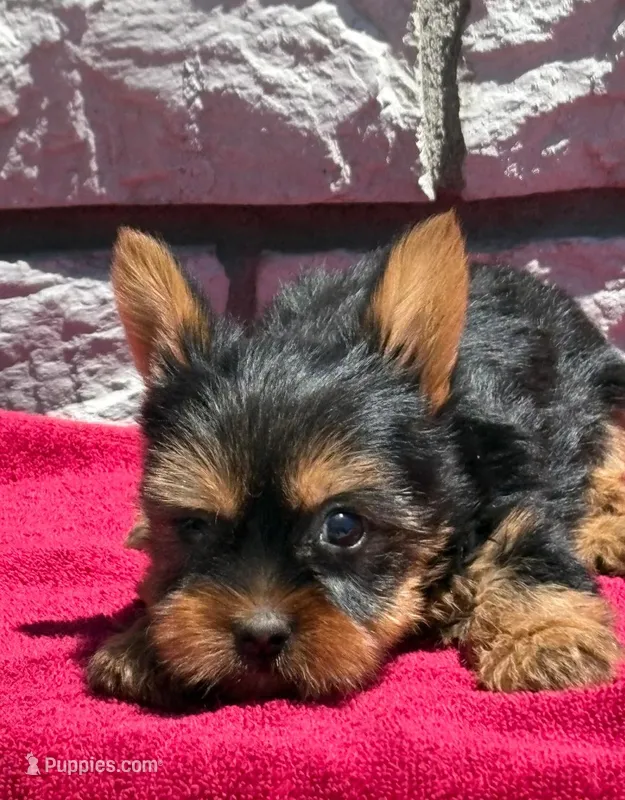 Samson – Yorkshire Terrier puppy for sale in Wiley, CO