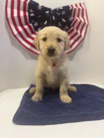 Red, a male Golden Retriever for sale in Wiley, CO – 7 of 9