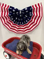 Gray dapple, a male Miniature Dachshund for sale in Wiley, CO – 3 of 10