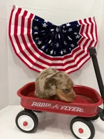 Choco, a male Miniature Dachshund for sale in Wiley, CO – 8 of 9