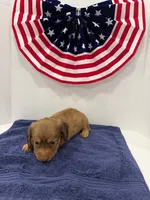 Princess, a female Miniature Dachshund for sale in Wiley, CO – 2 of 9