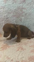 Pink, a female Miniature Dachshund for sale in Wiley, CO – 6 of 10