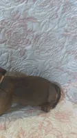 Pink, a female Miniature Dachshund for sale in Wiley, CO – 5 of 10