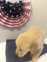 Orange, a male Golden Retriever for sale in Wiley, CO – 4 of 9